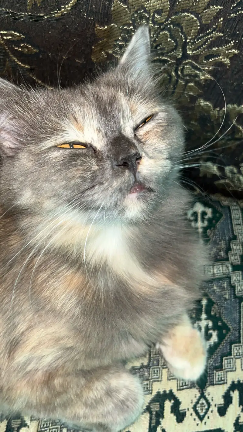 Persion cats pair — photo 6