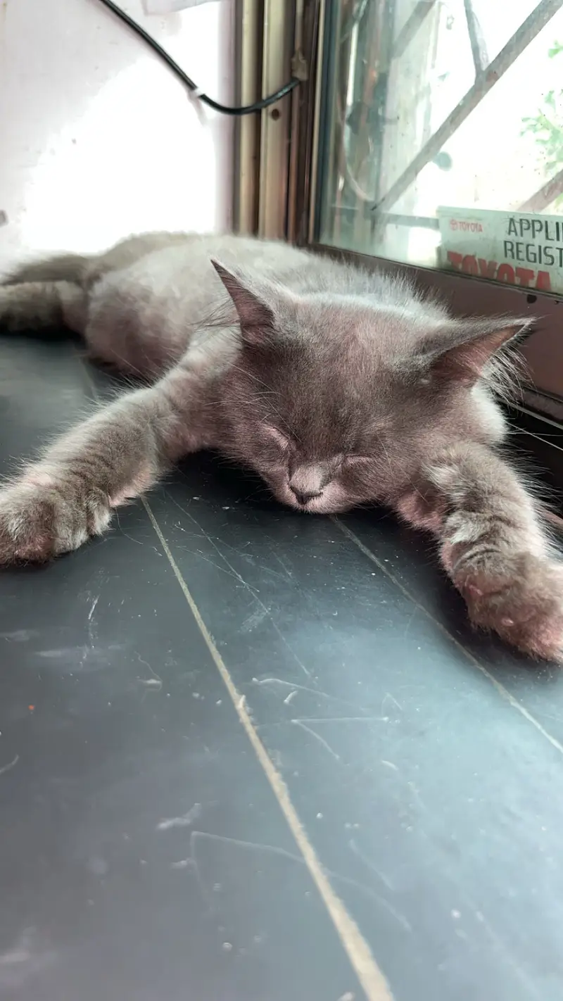 Persion cats pair — photo 7