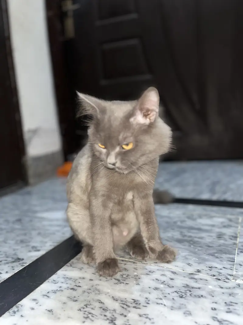 Persion cats pair — photo 8