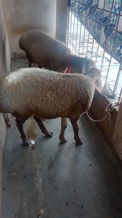 Turkish Sheeps