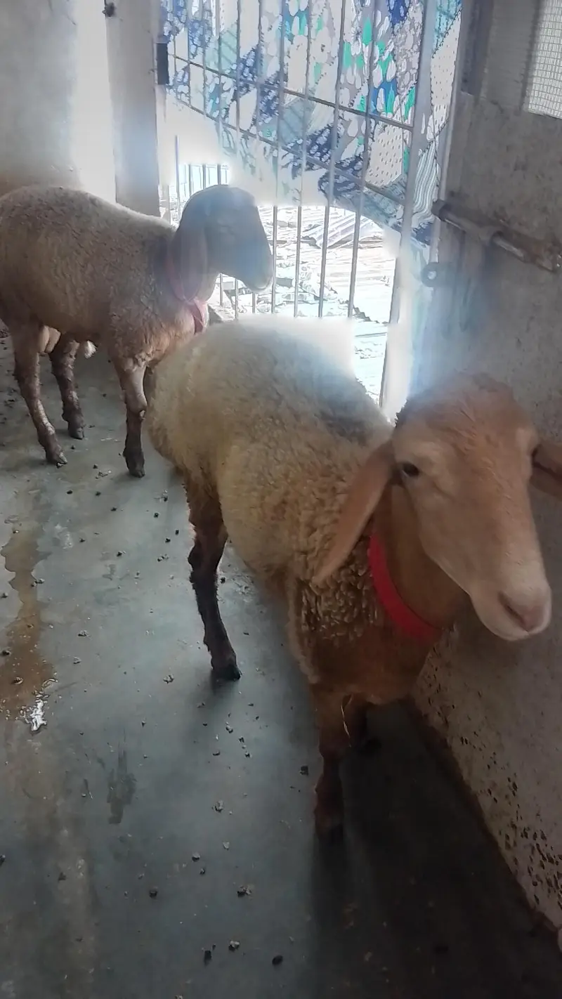 Turkish Sheeps — photo 2
