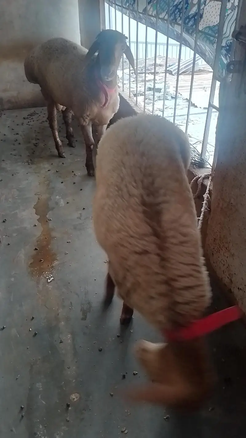 Turkish Sheeps — photo 3