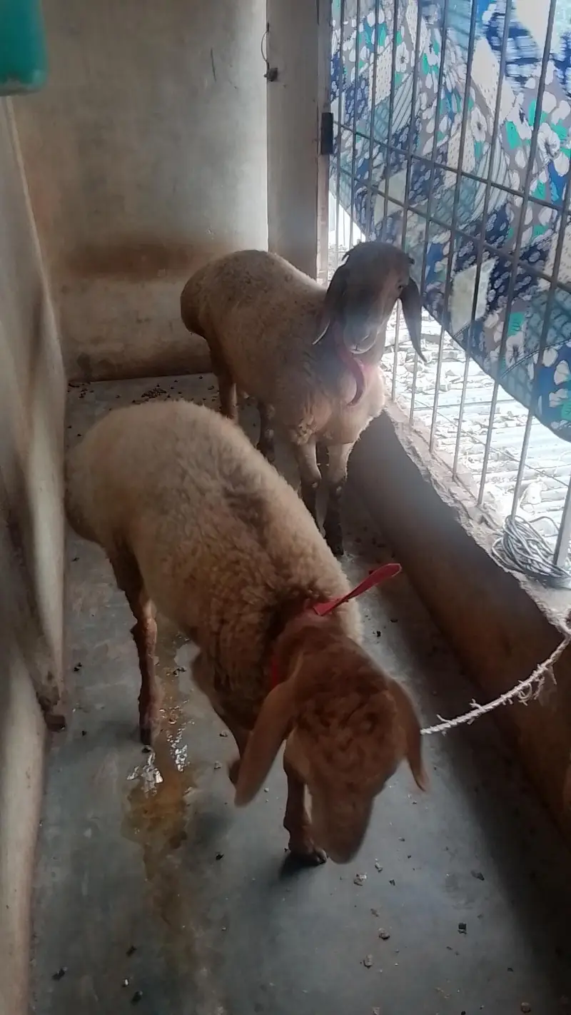 Turkish Sheeps — photo 4