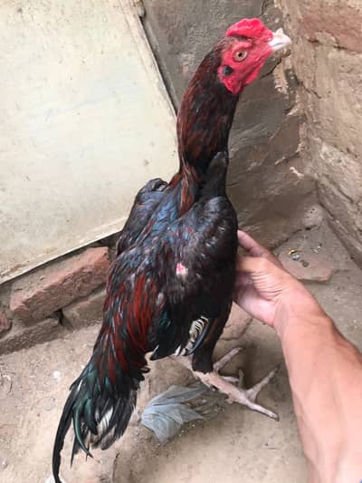 All aseel mianwali breed  for sale available
