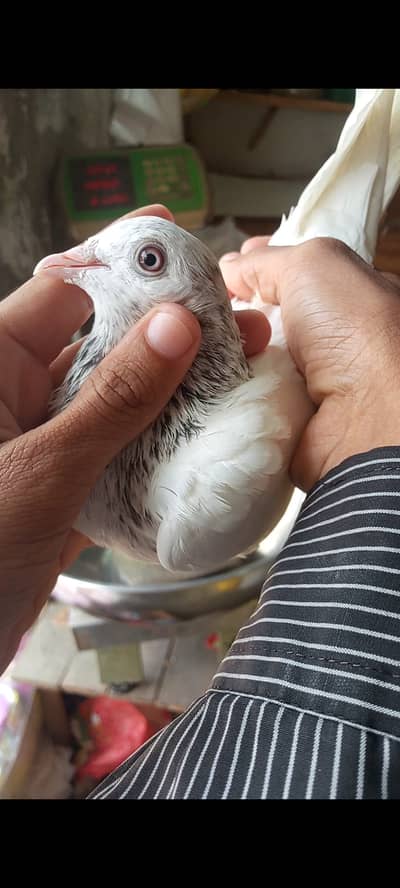 Kabooter