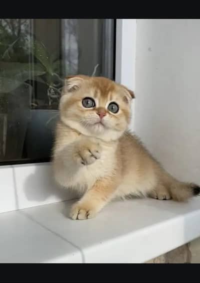 Scottish fold kittin for sell. 0313 4935014