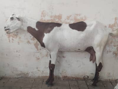 Khoobsurat sehatmand Bakray for Sale