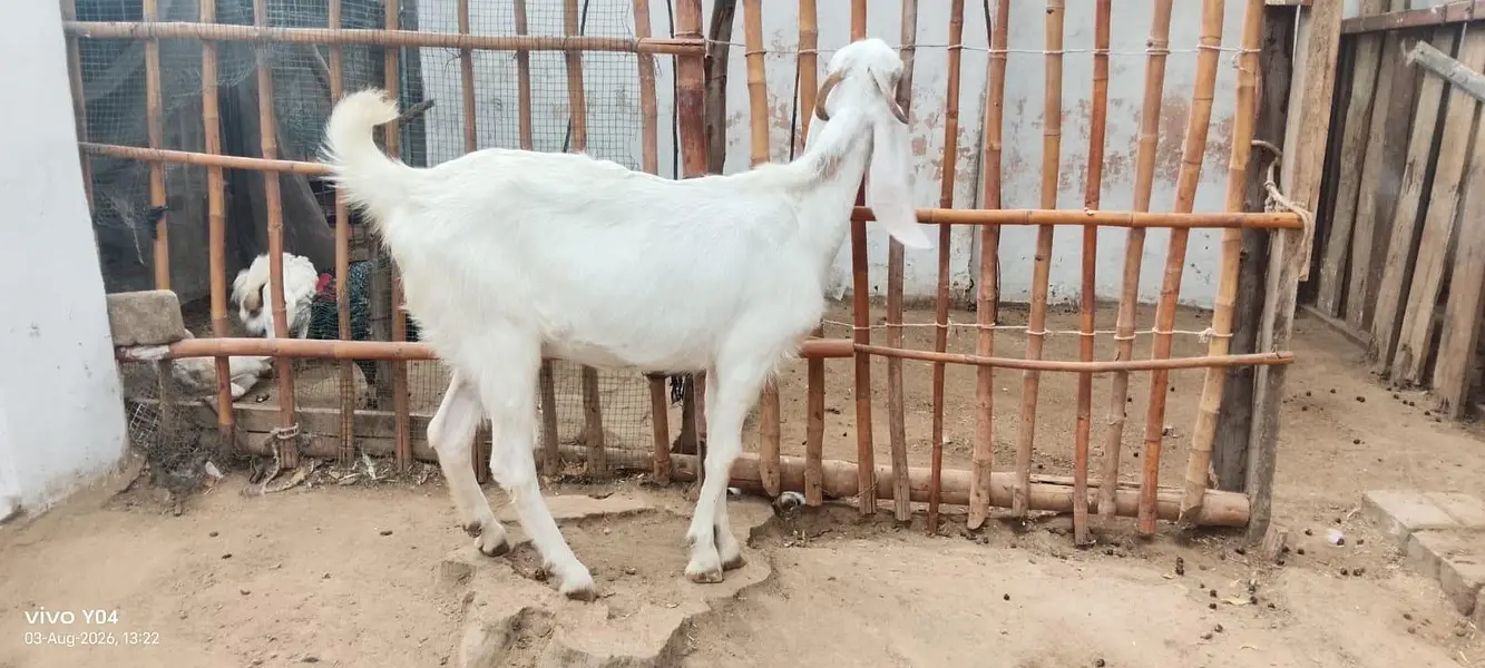 Khoobsurat sehatmand Bakray for Sale — photo 2