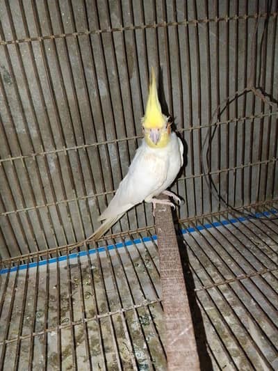 eno coctail breedr pair