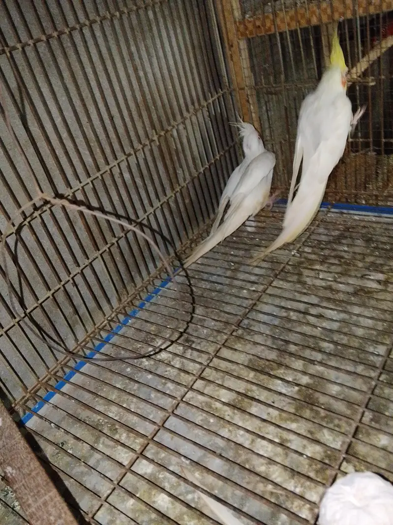 eno coctail breedr pair — photo 3