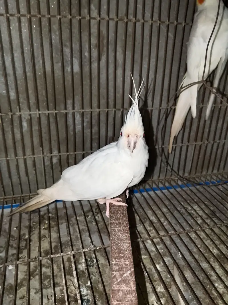 eno coctail breedr pair — photo 9