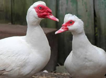 Muscovy ducks sale