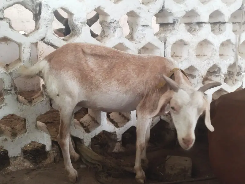 Khoobsurat sehatmand Bakray for Sale — photo 3