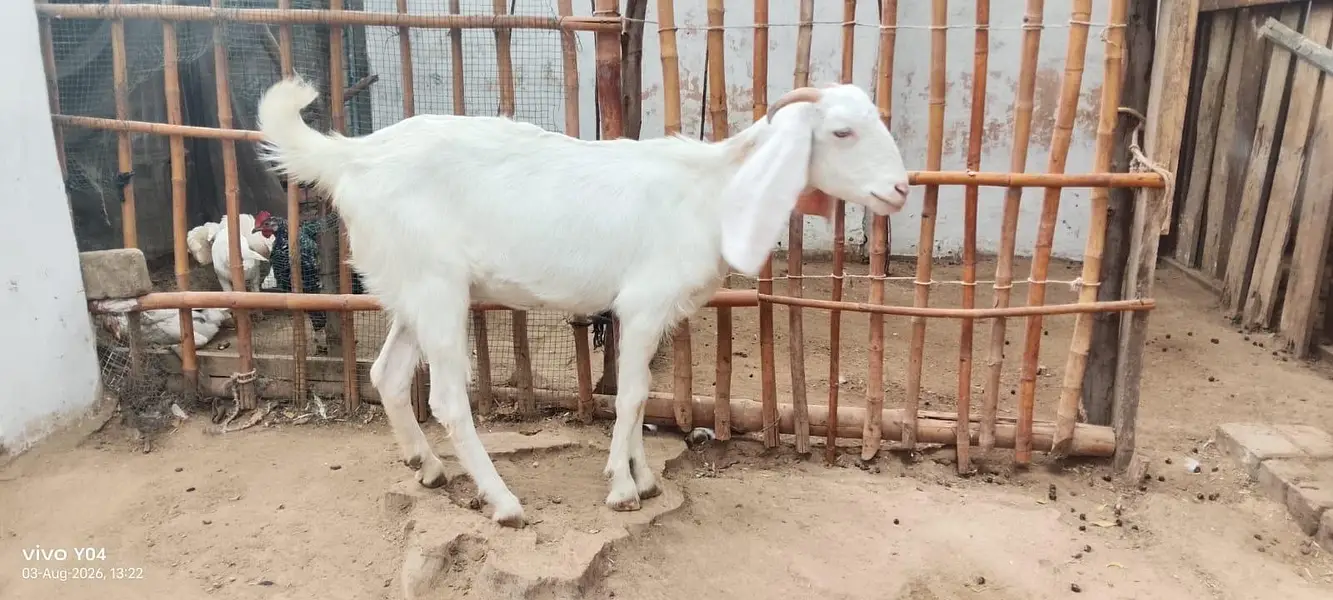 Khoobsurat sehatmand Bakray for Sale — photo 4
