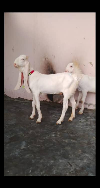masha allah top quality gulabi Mali
