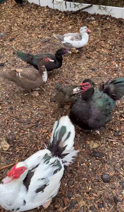Muscovy Big size Ducks 50 piece urgent sale cargo all Pakistan