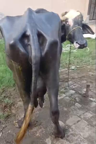 tesara sua bufflo taza sui Sath m ktta milk 10 kg
