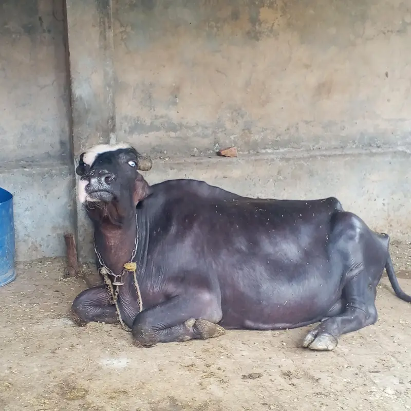 tesara sua bufflo taza sui Sath m ktta milk 10 kg — photo 2