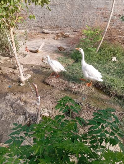 BIG WHITE DUCKS ADULT PAIR