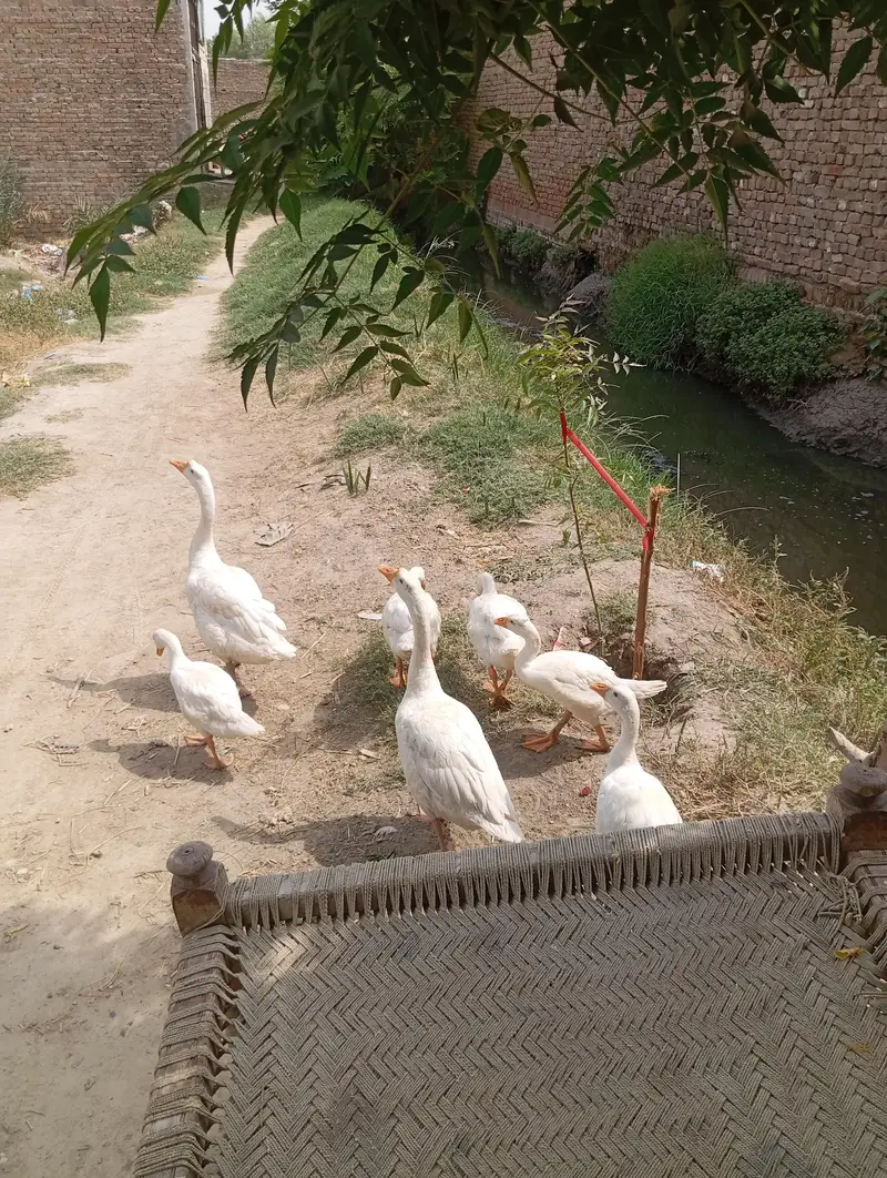 BIG WHITE DUCKS ADULT PAIR — photo 2