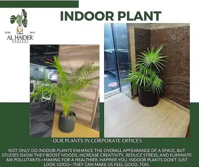 Al-Haider Nursery Indoor plansts Garden Decoration gardening metrail