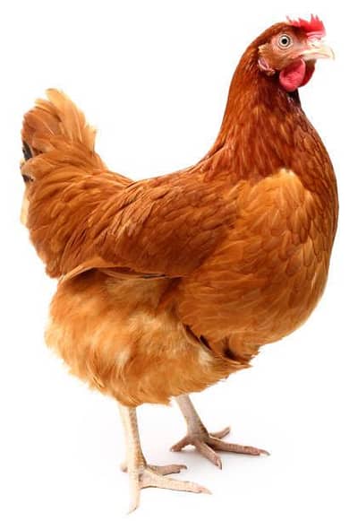aseel ur desi murgiya for sale