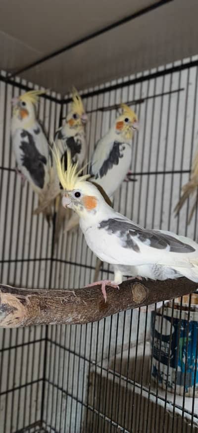 Cockatiel Birds for Sale – Healthy, Well-Fed, Home Raised