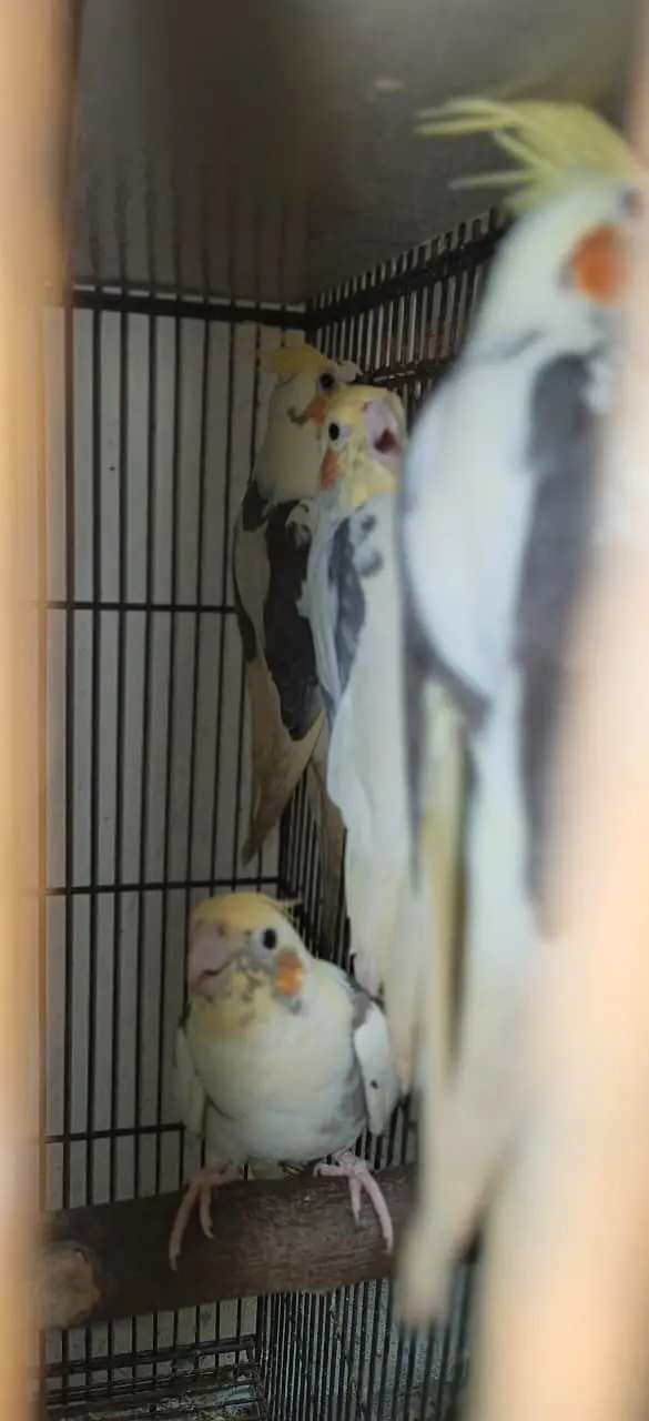 Cockatiel Birds for Sale – Healthy, Well-Fed, Home Raised — photo 2