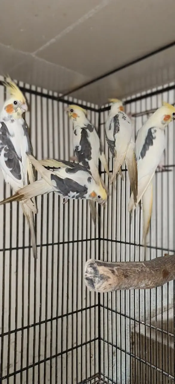 Cockatiel Birds for Sale – Healthy, Well-Fed, Home Raised — photo 3