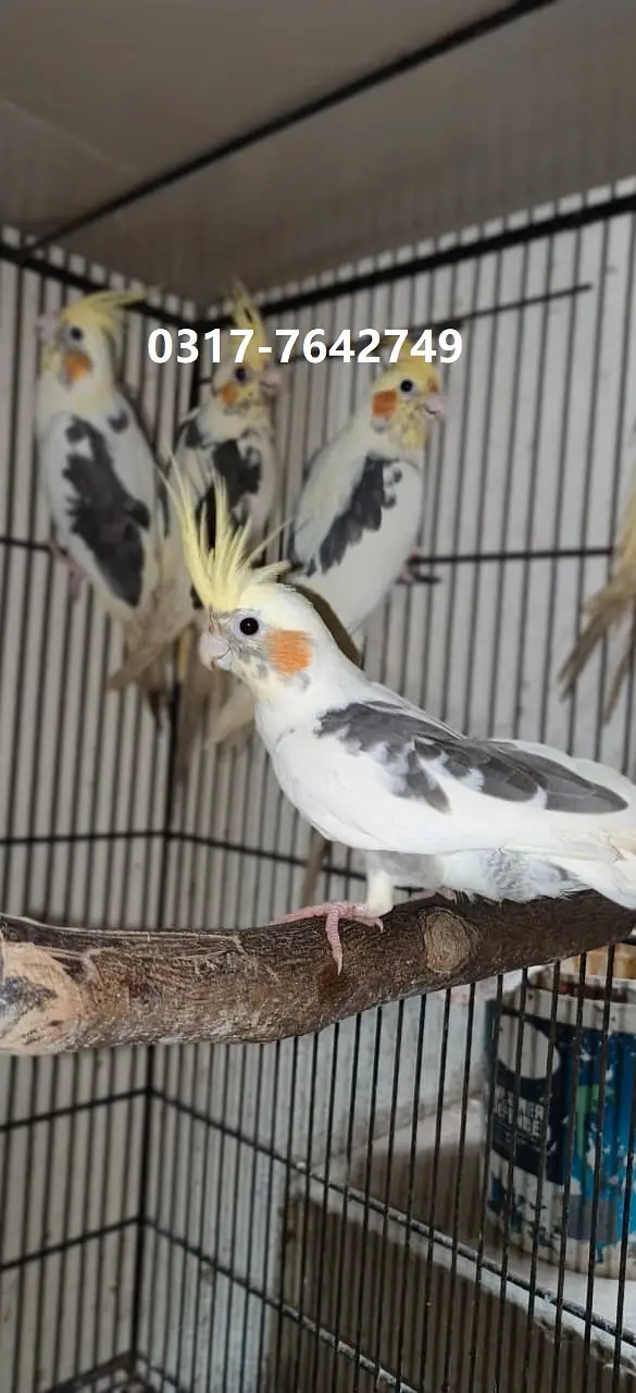 Cockatiel Birds for Sale – Healthy, Well-Fed, Home Raised — photo 4