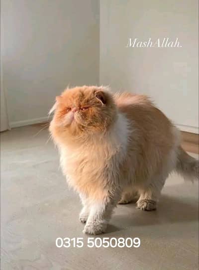 Peki Male Cat Available for Mating Not  For Sell