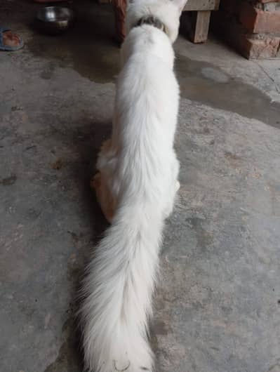 White Domestic Longhair (Angora Mix) Kitten/Cat
