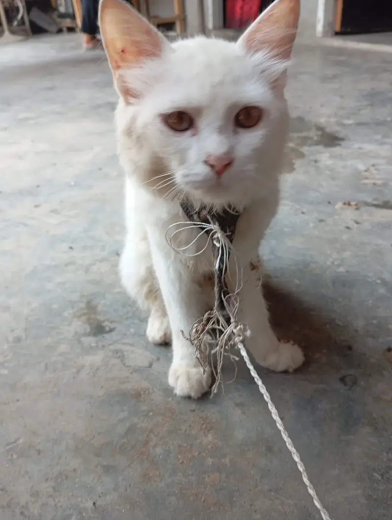 White Domestic Longhair (Angora Mix) Kitten/Cat — photo 2