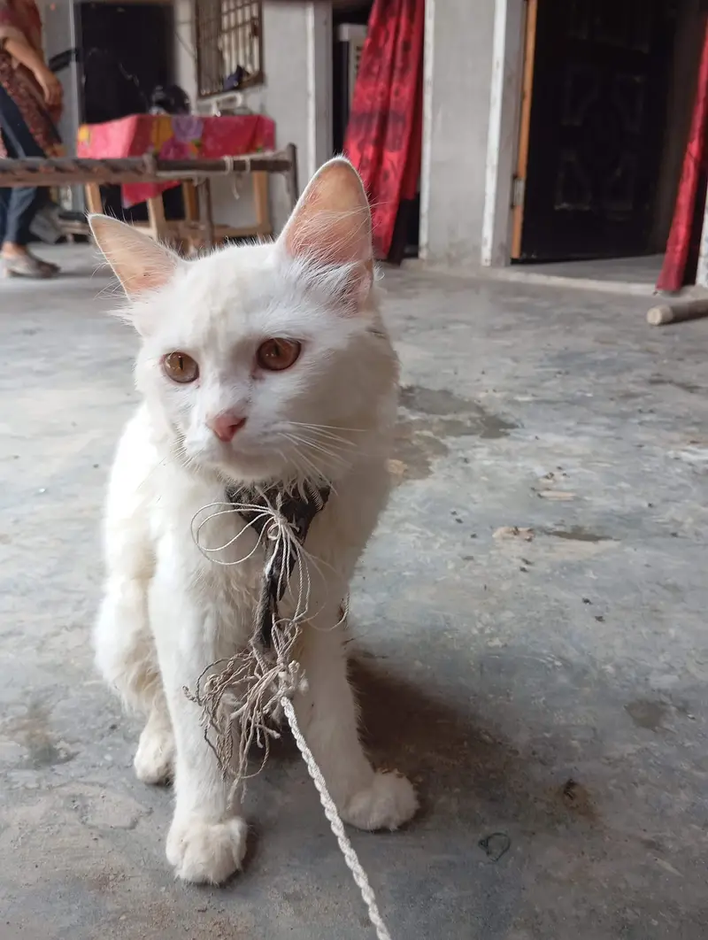 White Domestic Longhair (Angora Mix) Kitten/Cat — photo 3
