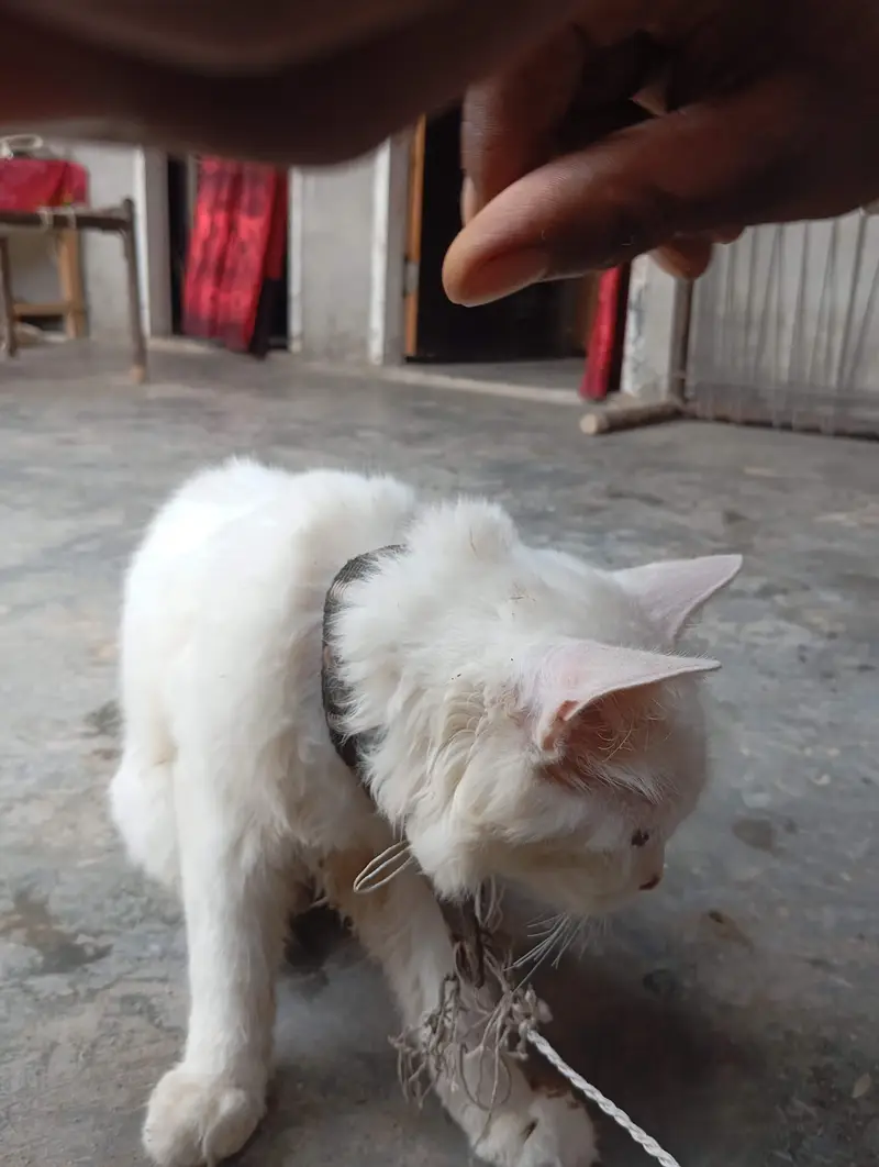 White Domestic Longhair (Angora Mix) Kitten/Cat — photo 4