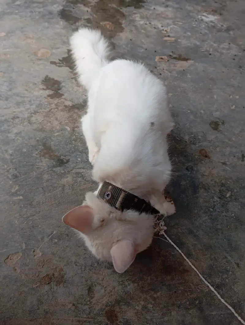 White Domestic Longhair (Angora Mix) Kitten/Cat — photo 5