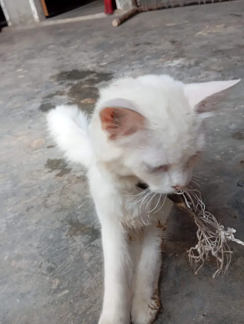 White Domestic Longhair (Angora Mix) Kitten/Cat — photo 6