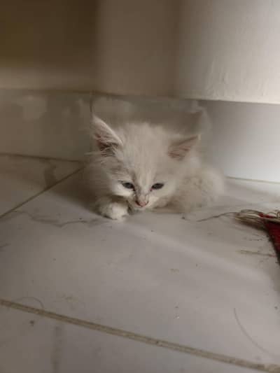 Persian Cats