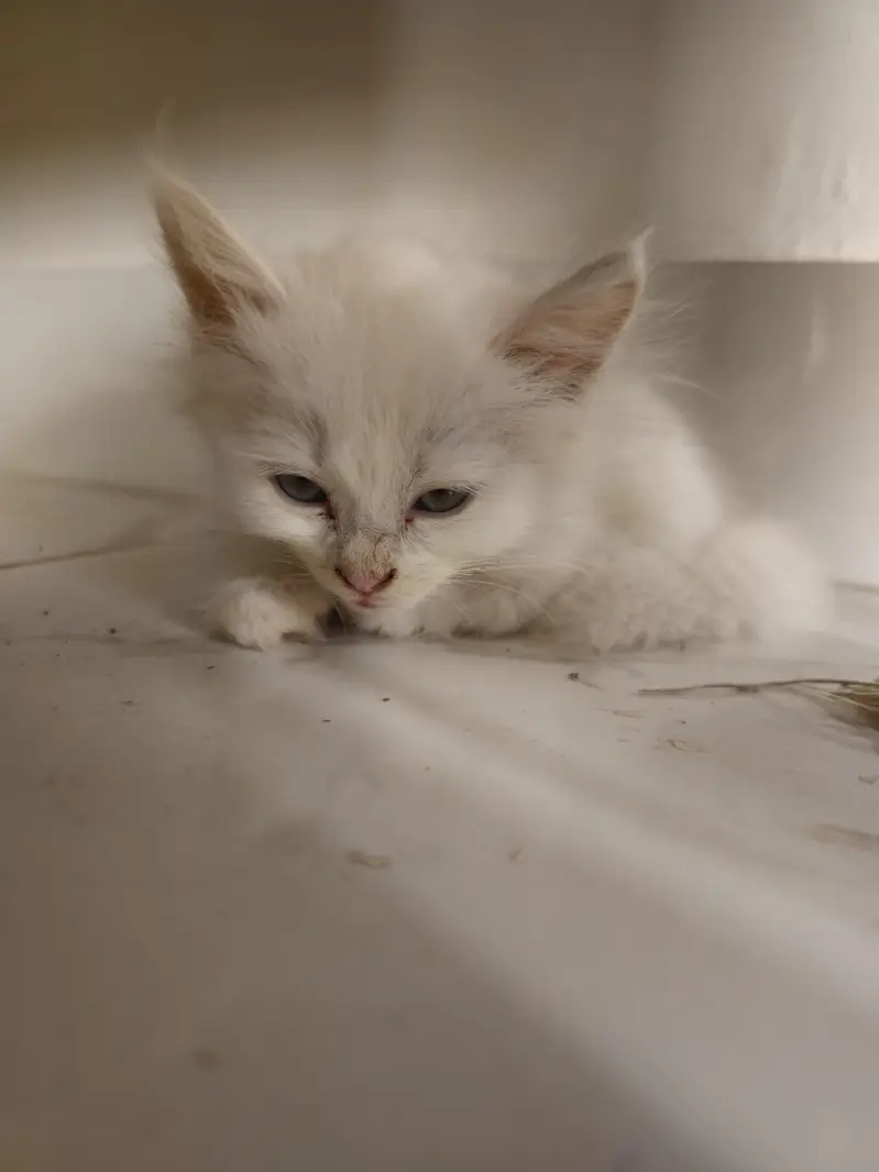 Persian Cats — photo 2