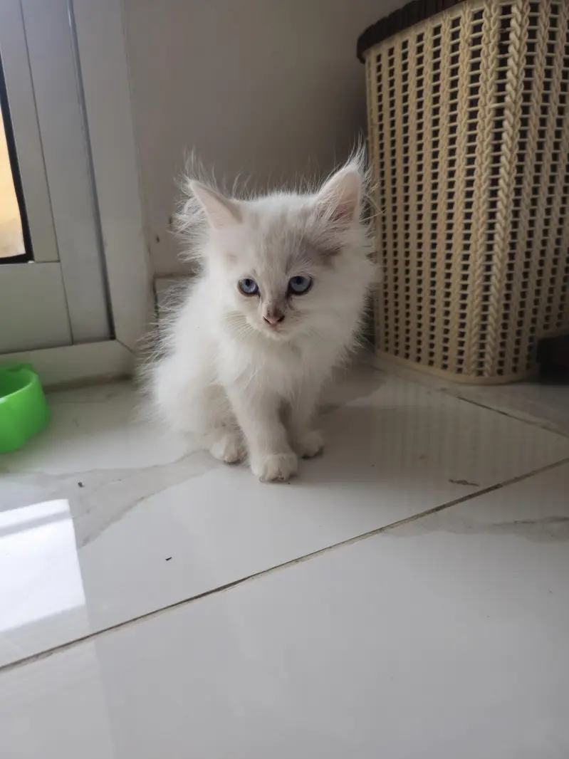 Persian Cats — photo 3