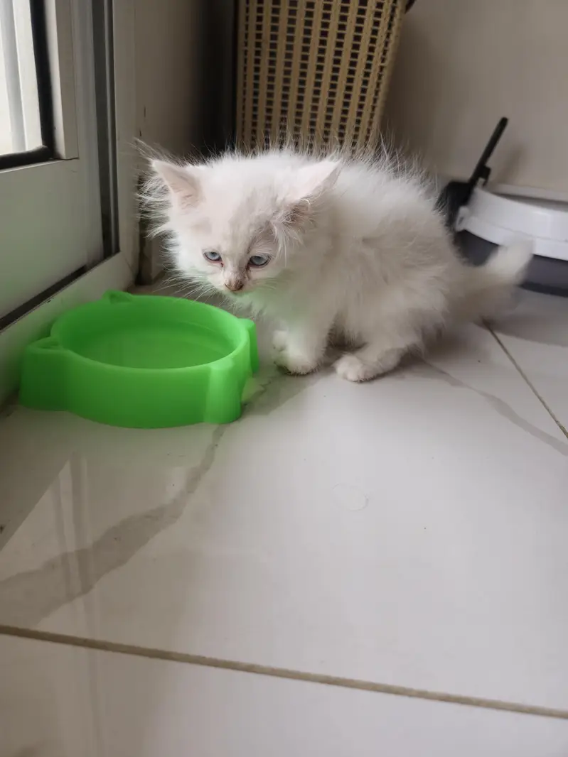 Persian Cats — photo 4