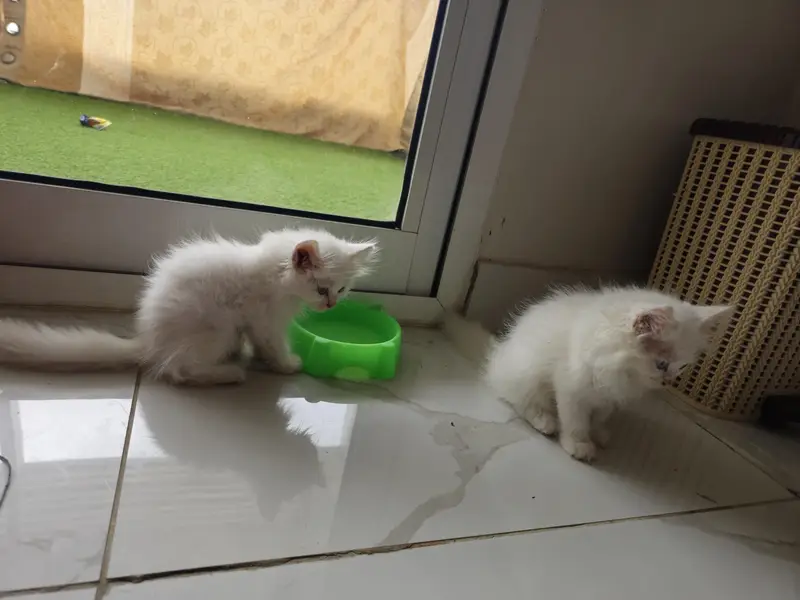 Persian Cats — photo 5