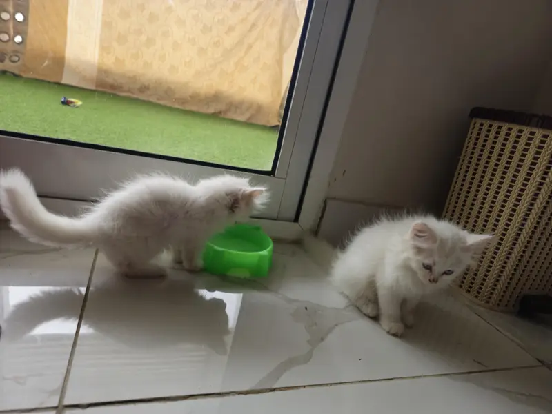 Persian Cats — photo 6