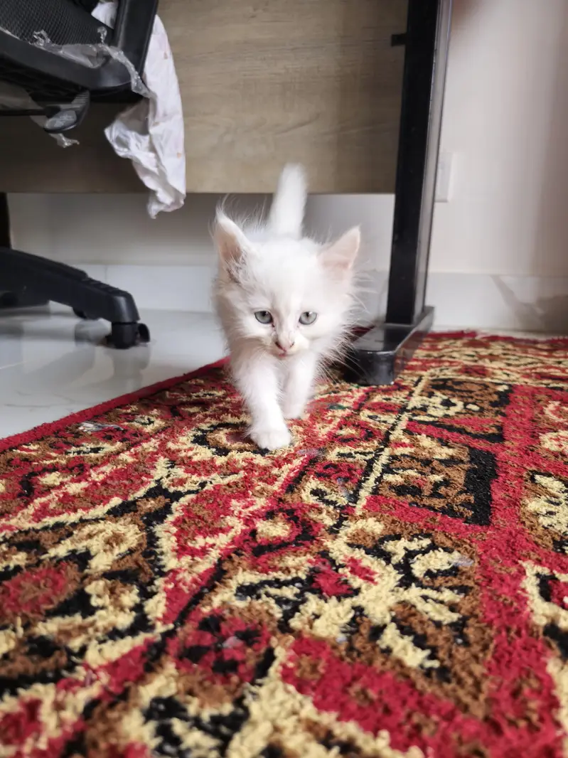 Persian Cats — photo 7