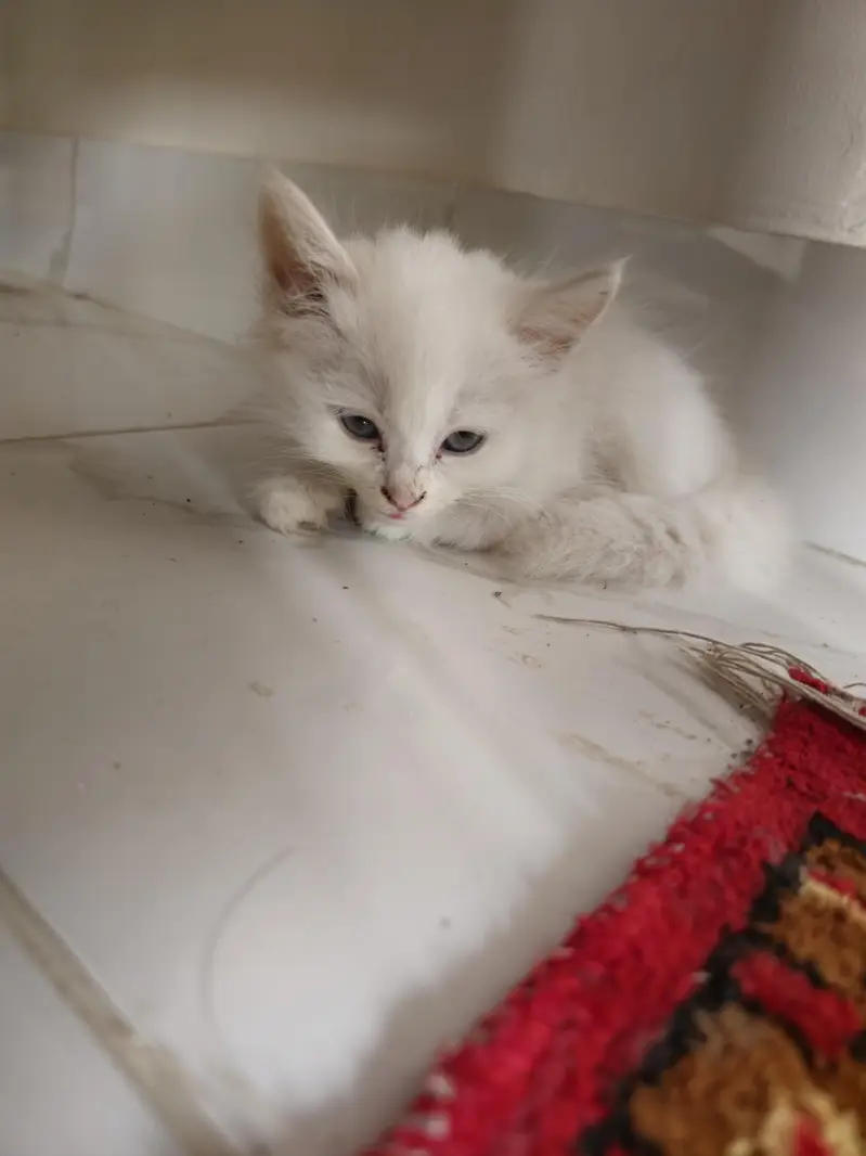 Persian Cats — photo 8
