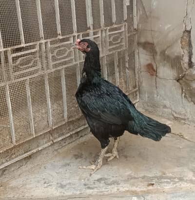 Mushkil plus Hera chicks