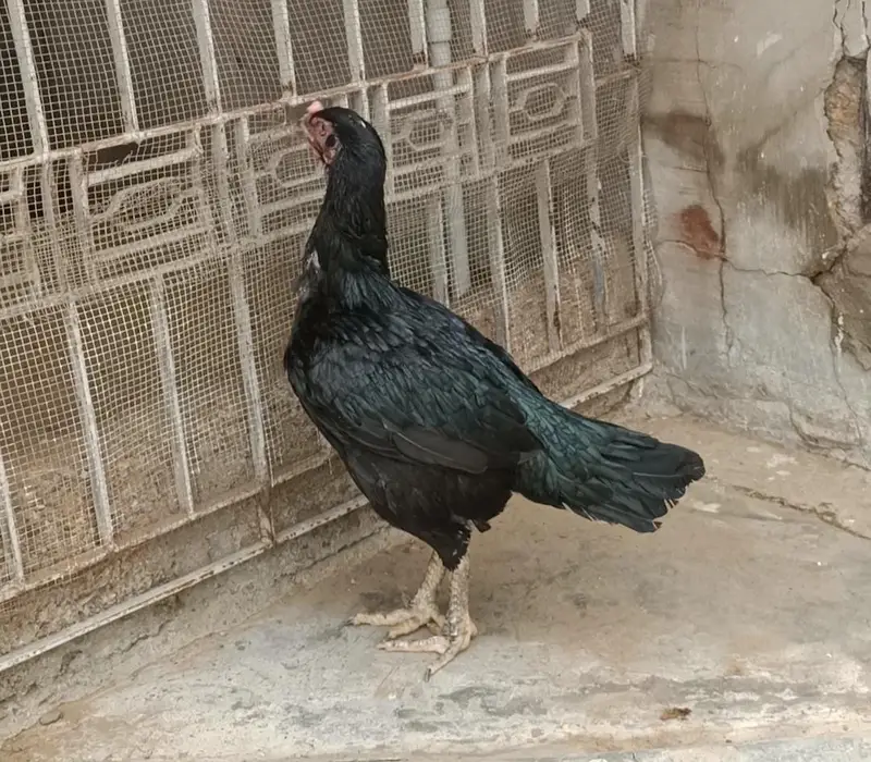Mushkil plus Hera chicks — photo 2