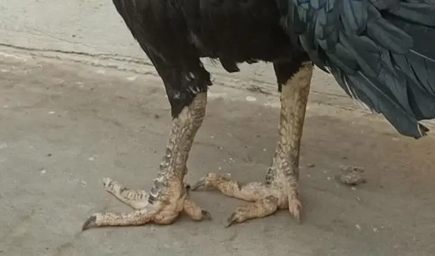 Mushkil plus Hera chicks — photo 3