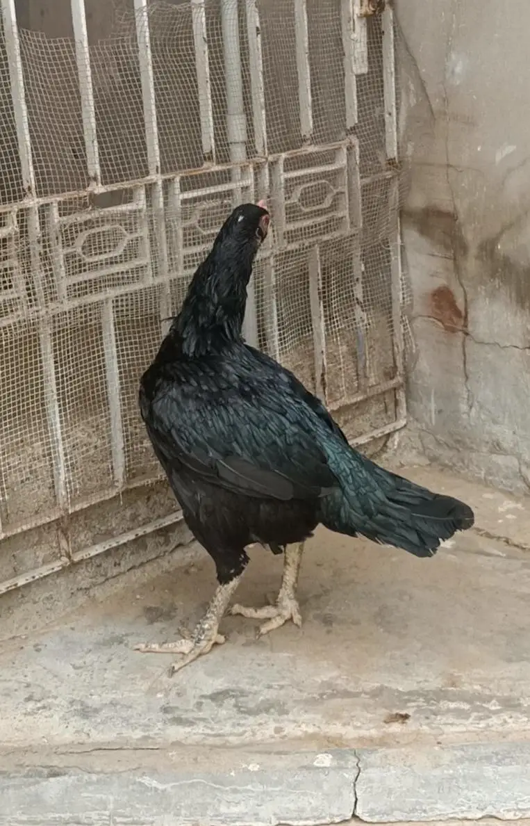 Mushkil plus Hera chicks — photo 4