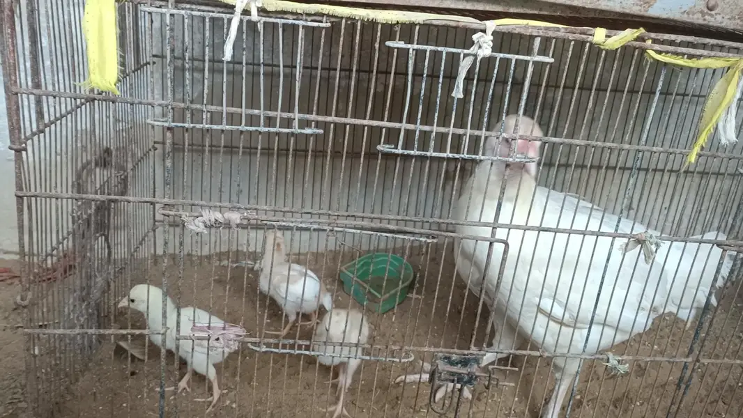 Mushkil plus Hera chicks — photo 5